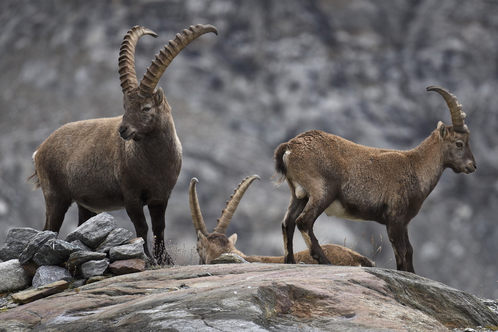 9.13 Van d'en Haut – Bild